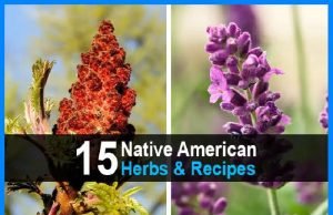15 Native American Herbs & Recipes | Urban Survival Site