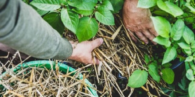 IfYouGrowThisinYourGarden2CYouWillNeverStarve