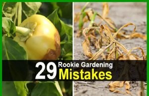 29 Rookie Gardening Mistakes