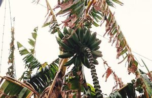 99% of You Won’t Survive a Long-Term Emergency with These 3 SHTF Plans