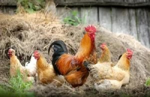 Bird Flu: The Next Viral Outbreak?
