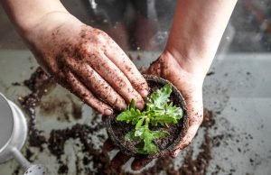 Gardening Options for the Self-Sufficient Prepper