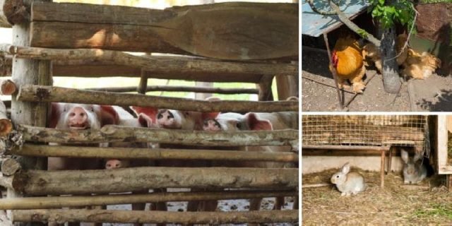 HowtoHideYourLivestockWhenSHTF