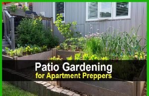 Patio Gardening for Apartment Preppers