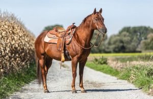 Transportation After the SHTF