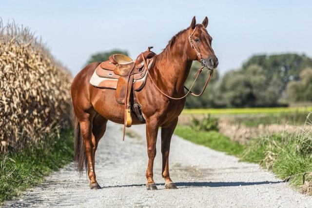 TransportationAftertheSHTF