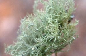 Usnea Lichen Identification Guide and Common Look-Alikes