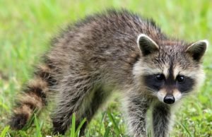 Ways to Teach Children About the Dangers of Wild Animals