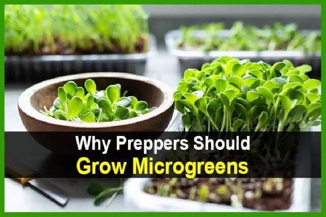 WhyPreppersShouldGrowMicrogreens