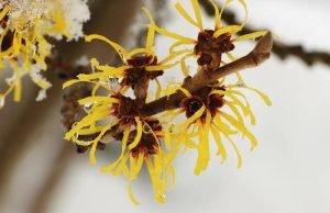 Witch Hazel: Surprising Uses for a Multipurpose Natural Remedy