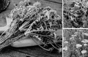 10 Plants Soldiers Looked for During the Civil War