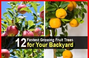 12 Fastest Growing Fruit Trees for Your Backyard