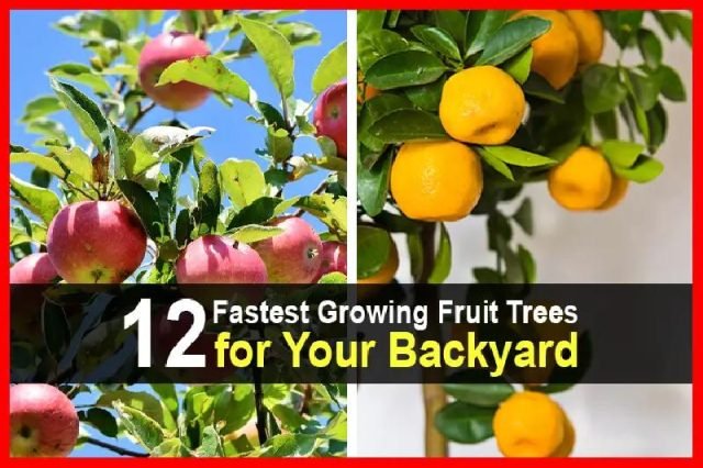12FastestGrowingFruitTreesforYourBackyard
