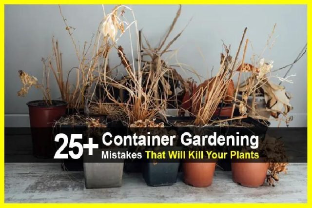 252BContainerGardeningMistakesThatWillKillYourPlants