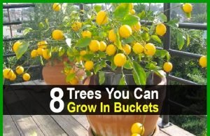 8 Trees You Can Grow In Buckets