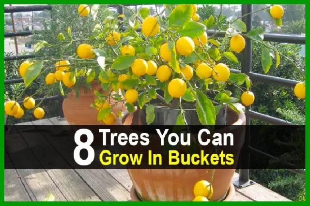 8TreesYouCanGrowInBuckets