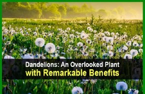 Dandelions: An Overlooked Plant with Remarkable Benefits