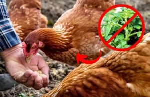 Never Feed This to Your Chickens