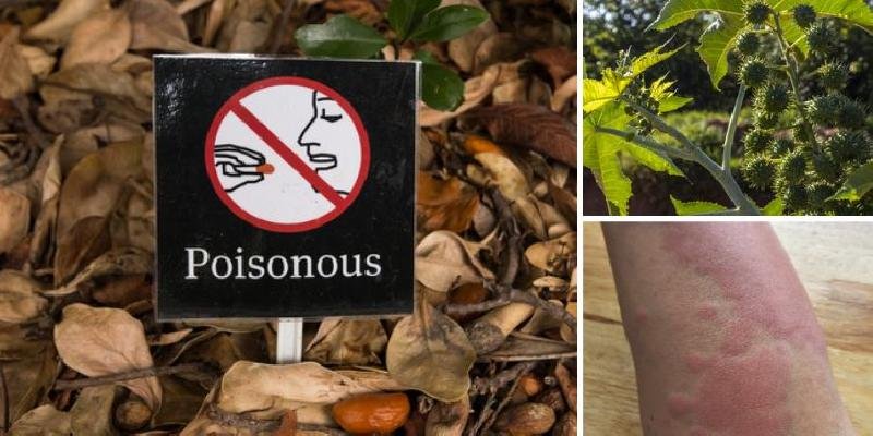 12 Poisonous Plants That Might Be Growing on Your Property