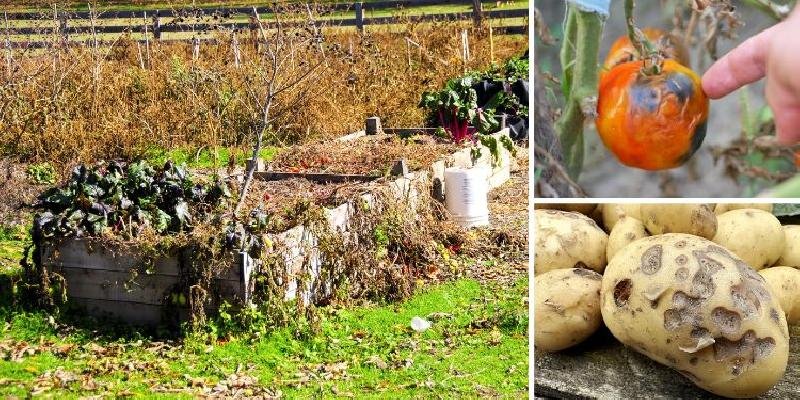 This Will Kill Your Survival Garden